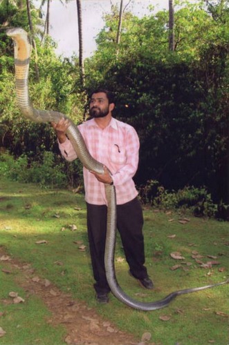 Mr Sreenath with the King Cobra he captured on 07 March '09 from Aralam Farm, Kannur, Kerala